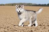 ALASKAN MALAMUTE 186